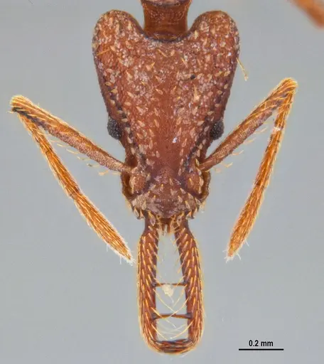 Strumigenys saliens specimen