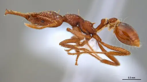 Strumigenys saliens specimen