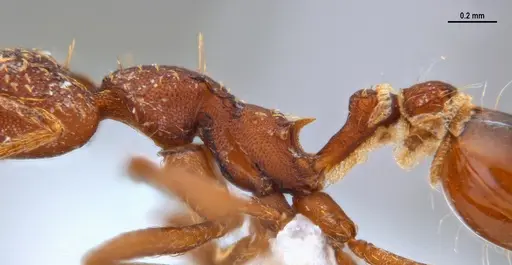 Strumigenys saliens - ANTWEB1047390