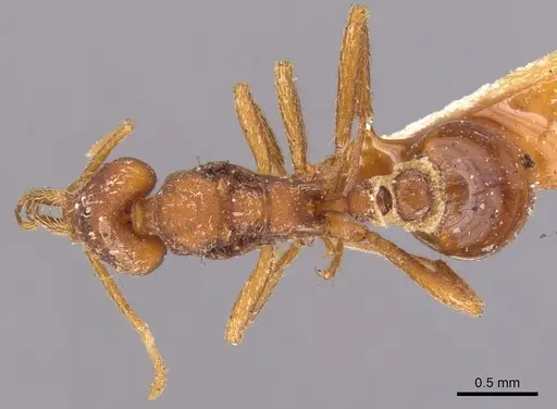 Strumigenys saliens - CASENT0900427