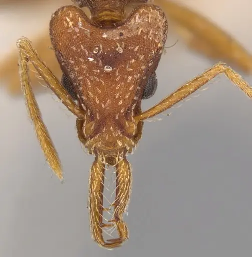 Strumigenys saliens - CASENT0900427