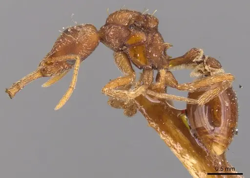 Strumigenys saliens - CASENT0900427