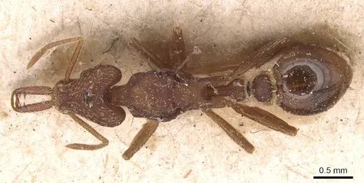 Strumigenys saliens - CASENT0904932