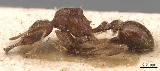 Strumigenys saliens - CASENT0904932