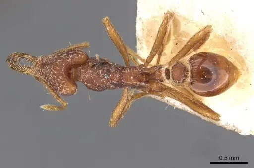 Strumigenys saliens - CASENT0909326