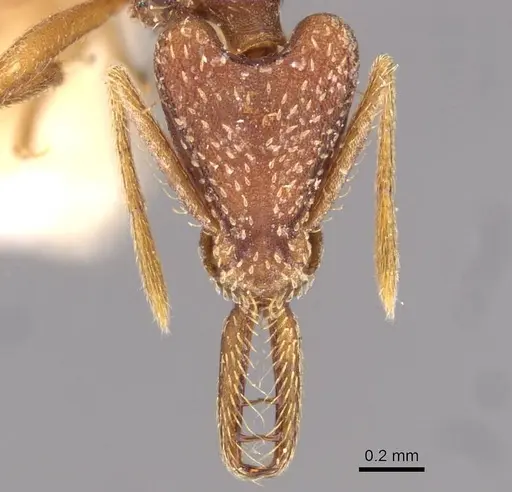 Strumigenys saliens - CASENT0909326