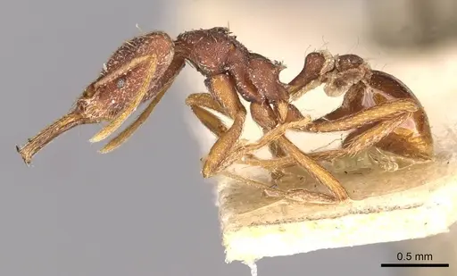 Strumigenys saliens - CASENT0909326