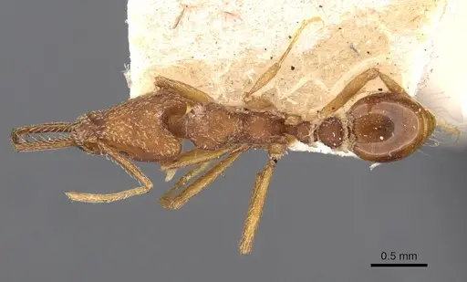 Strumigenys saliens - CASENT0909327