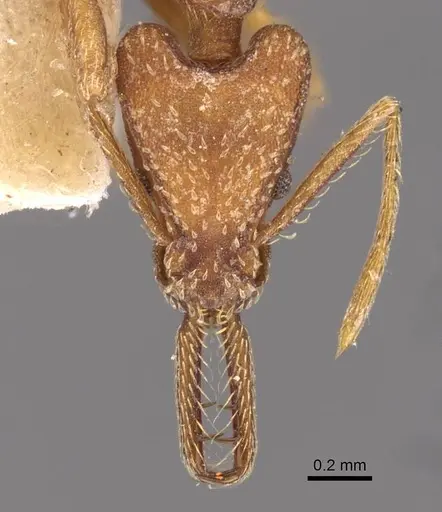 Strumigenys saliens - CASENT0909327