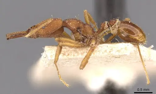 Strumigenys saliens - CASENT0909327