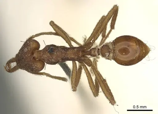 Strumigenys saliens - CASENT0915700