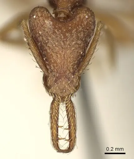 Strumigenys saliens - CASENT0915700