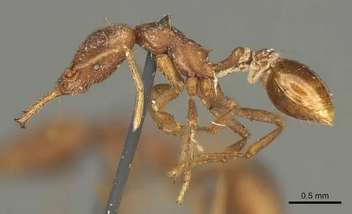 Strumigenys saliens - CASENT0915700