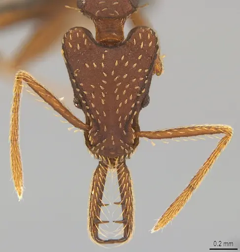 Strumigenys saliens - CASENT4036194