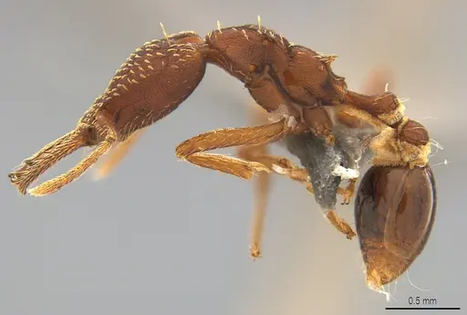 Strumigenys saliens - CASENT4036194