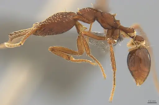 Strumigenys saliens - CASENT4036226