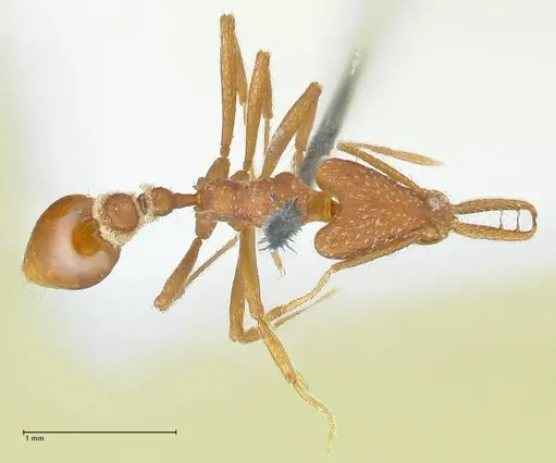 Strumigenys saliens - FOCOL2158-1