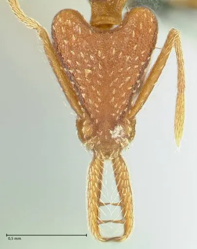 Strumigenys saliens - FOCOL2158-1