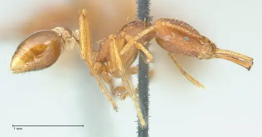 Strumigenys saliens - FOCOL2158-1