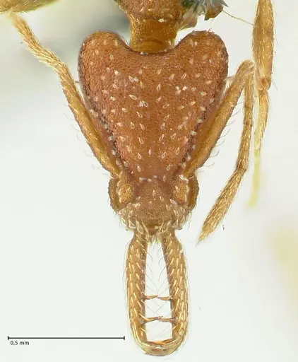 Strumigenys saliens - FOCOL2158-2