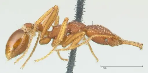 Strumigenys saliens - FOCOL2158-2