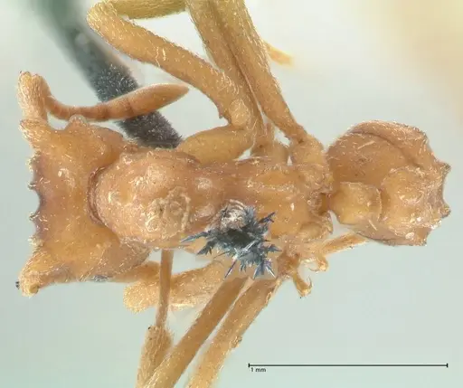 Strumigenys saliens - FOCOL2161-1