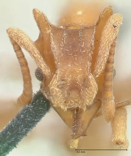 Strumigenys saliens - FOCOL2161-1