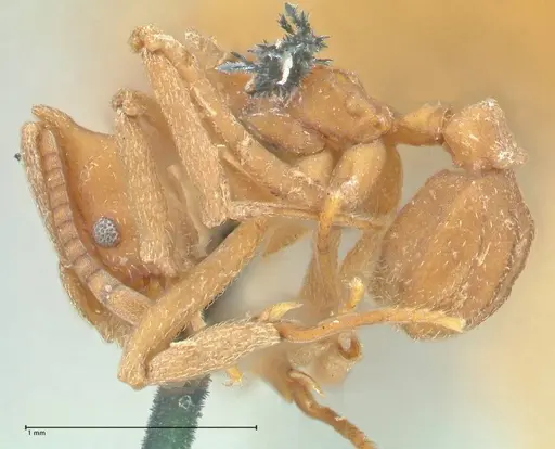 Strumigenys saliens - FOCOL2161-1