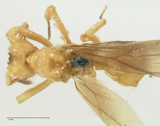 Strumigenys saliens - FOCOL2161-2