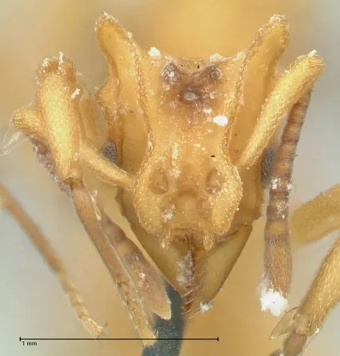 Strumigenys saliens - FOCOL2161-2