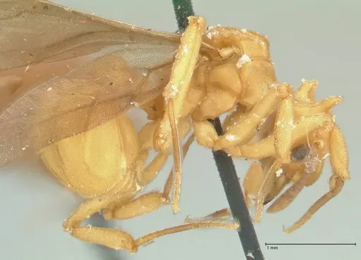 Strumigenys saliens - FOCOL2161-2