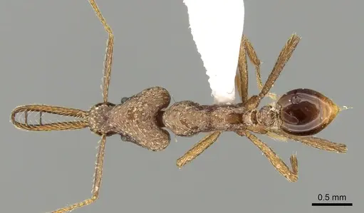 Strumigenys sanctipauli specimen