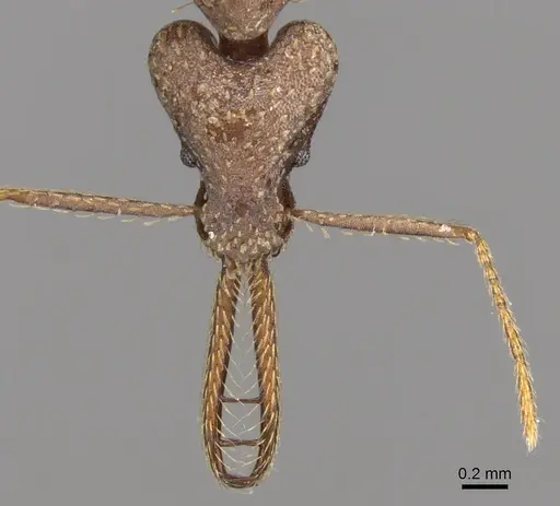 Strumigenys sanctipauli specimen