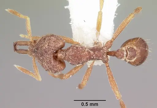 Strumigenys sardella specimen