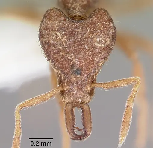 Strumigenys sardella specimen