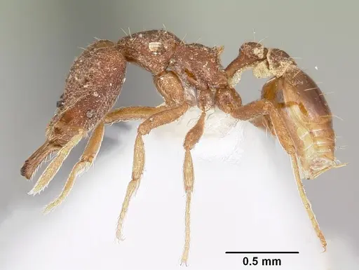 Strumigenys sardella specimen