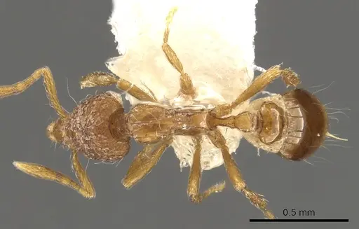 Strumigenys sardonica specimen