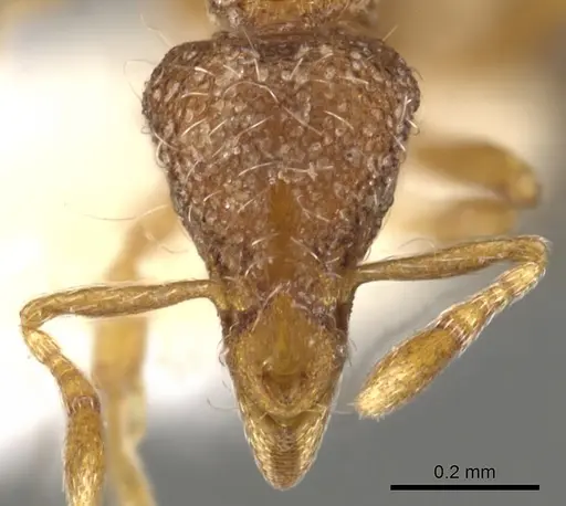 Strumigenys sardonica specimen