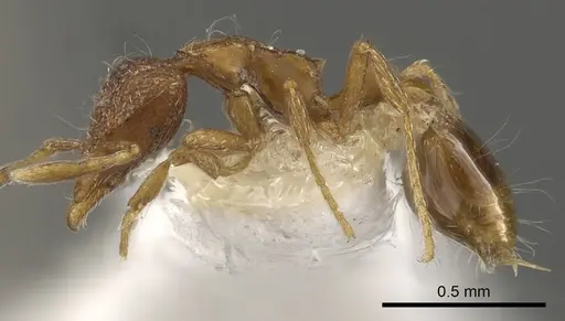 Strumigenys sardonica specimen