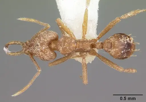 Strumigenys sarissa specimen