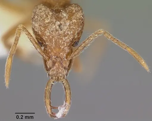 Strumigenys sarissa specimen