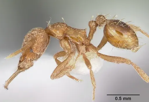 Strumigenys sarissa specimen