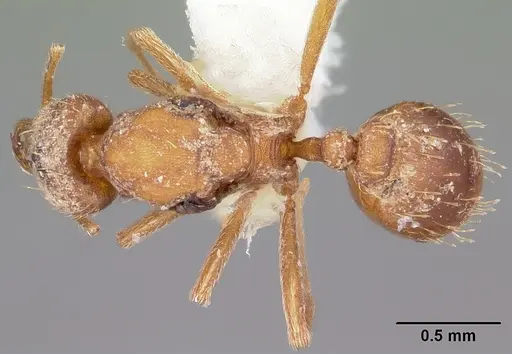 Strumigenys sarissa - CASENT0104943