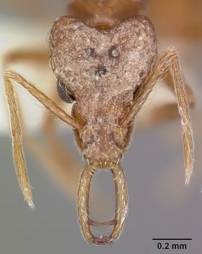 Strumigenys sarissa - CASENT0104943