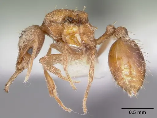 Strumigenys sarissa - CASENT0104943