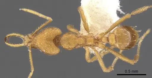 Strumigenys sarissa - CASENT0900594