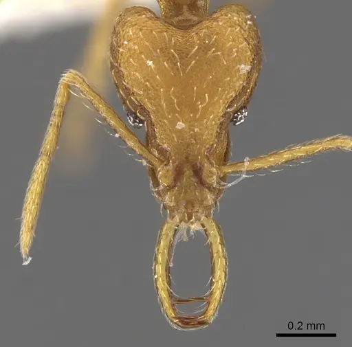 Strumigenys sarissa - CASENT0900594