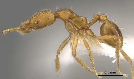 Strumigenys sarissa - CASENT0900594