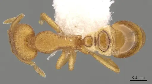 Strumigenys sauteri specimen