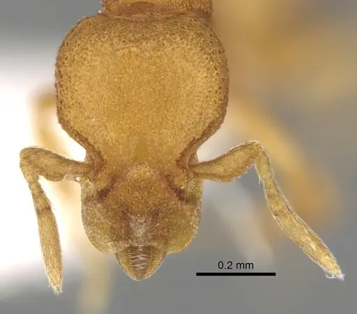 Strumigenys sauteri specimen
